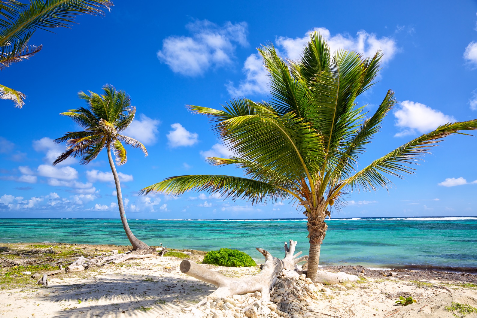 caribbean